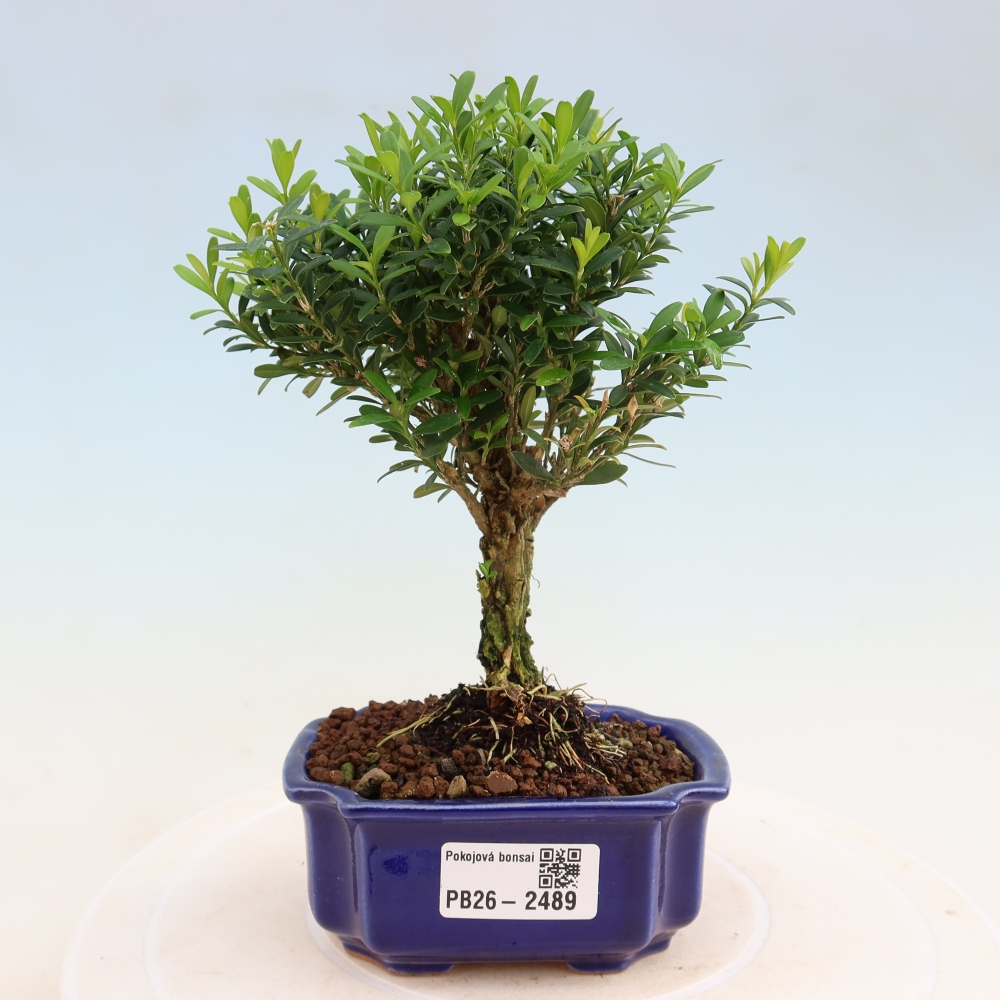 Pokój bonsai - Buxus harlandii - buxus korkowy