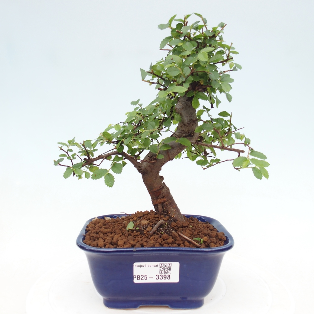 Pokój bonsai - Ulmus parvifolia - Wiąz drobnolistny