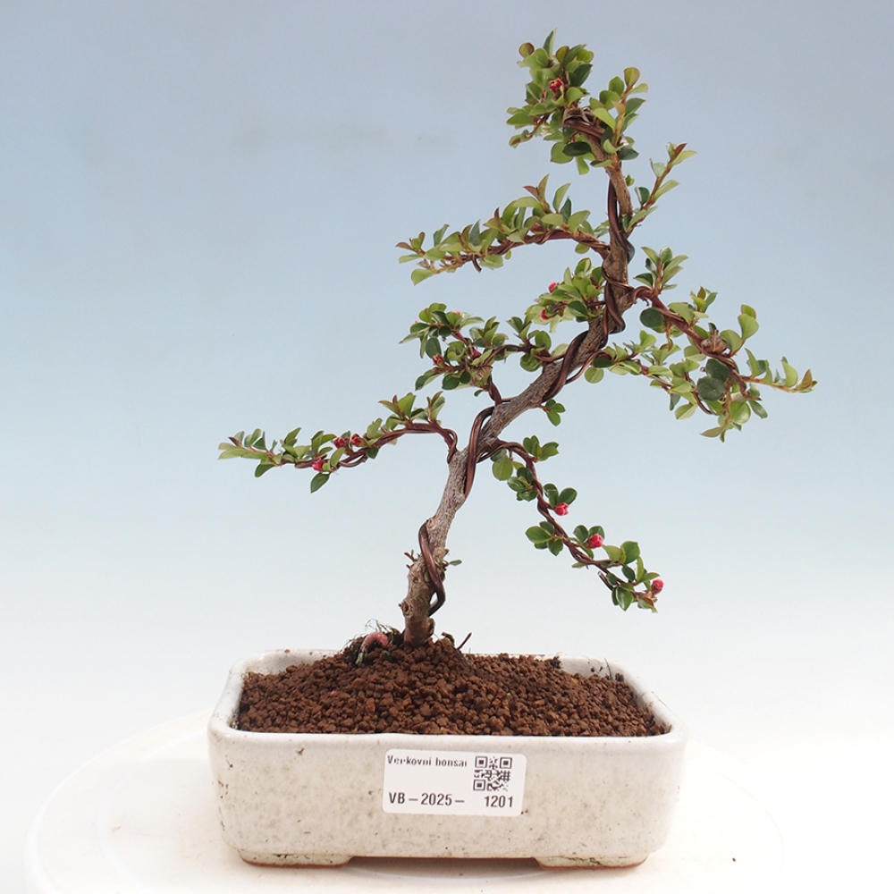 Odkryty bonsai-Cotoneaster poziomy - Skała
