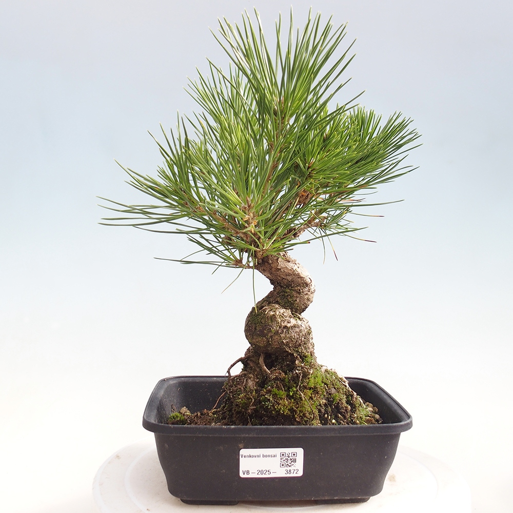 Outdoor bonsai - Pinus thunbergii - sosna Thunberga
