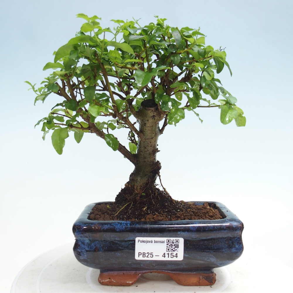 Pokój bonsai - Ligustrum chinensis - Dziób ptaka