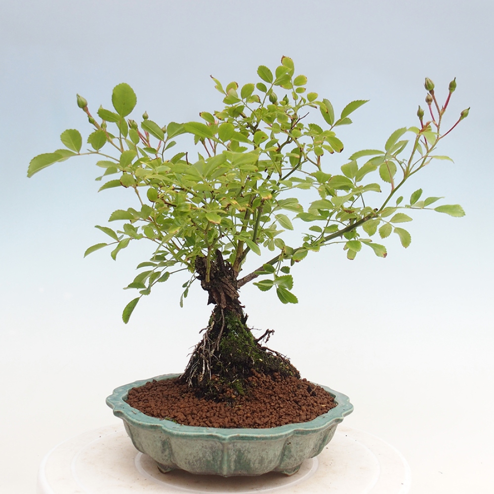 Bonsai na zewnątrz - Rosa Kordes - róża 