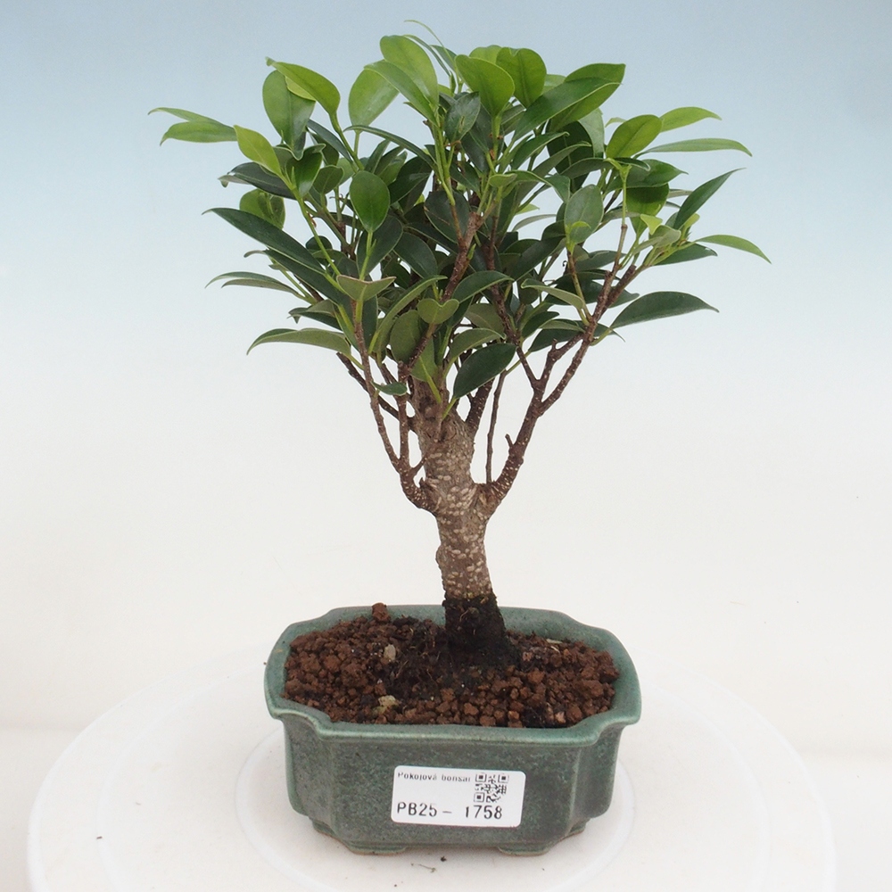 Pokojová bonsai - Ficus retusa - malolistý fíkus