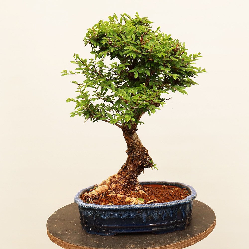 Bonsai na świeżym powietrzu - Zelkova - Zelkova NIRE