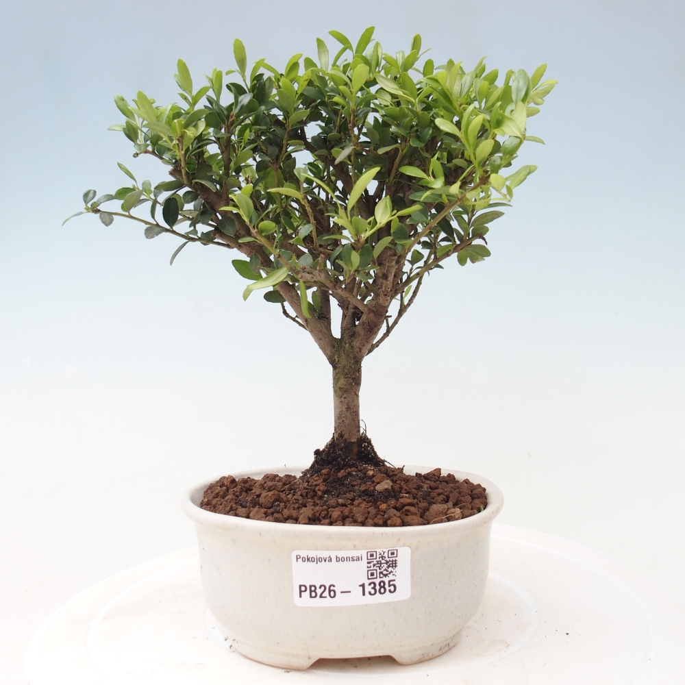 Pokój bonsai - Ilex crenata - Ostrokrzew