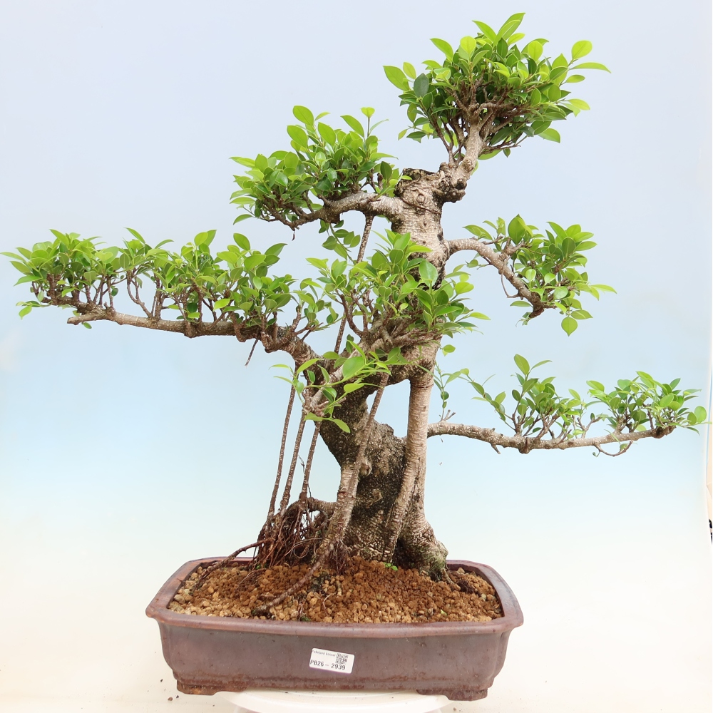 Pokój bonsai - Ficus kimmen - figowiec drobnolistny
