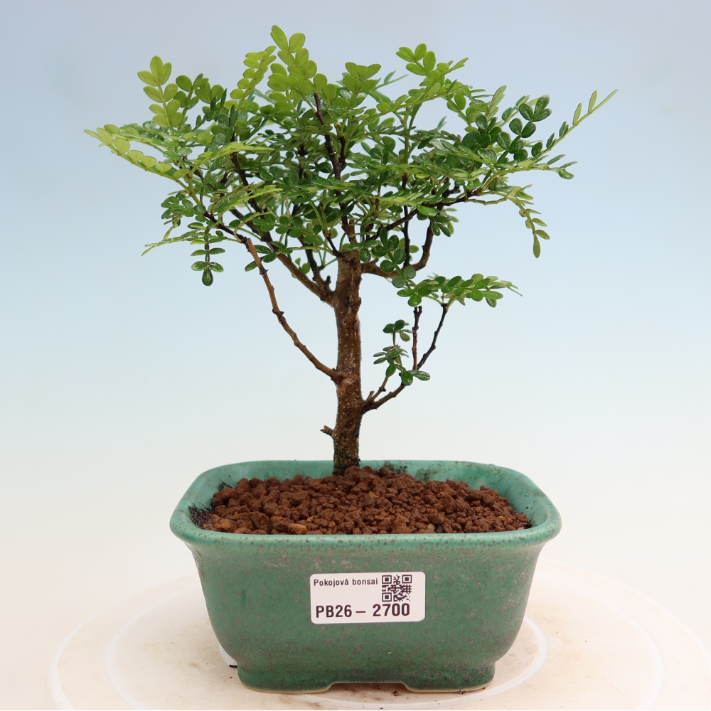 Pokój bonsai - Zantoxylum piperitum - drzewo pieprzowe