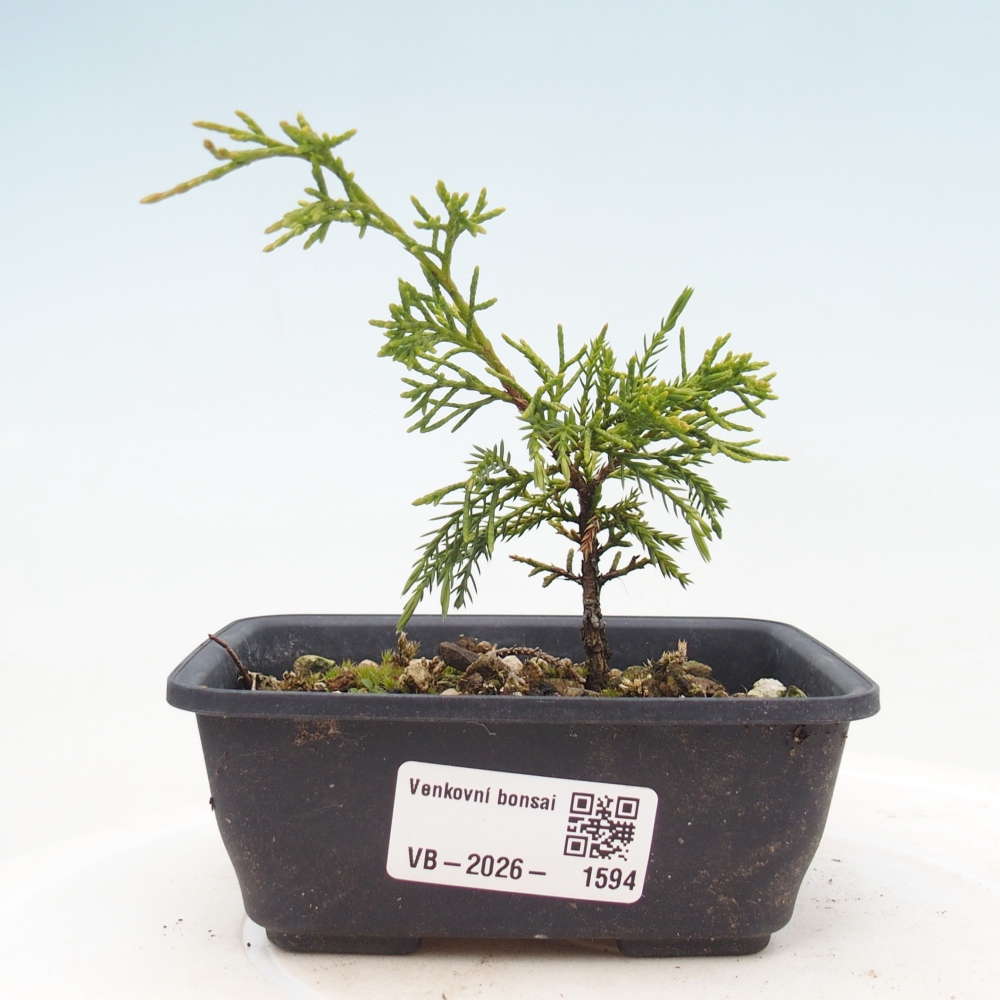 Outdoor bonsai - Juniperus chinensis Itoigawa