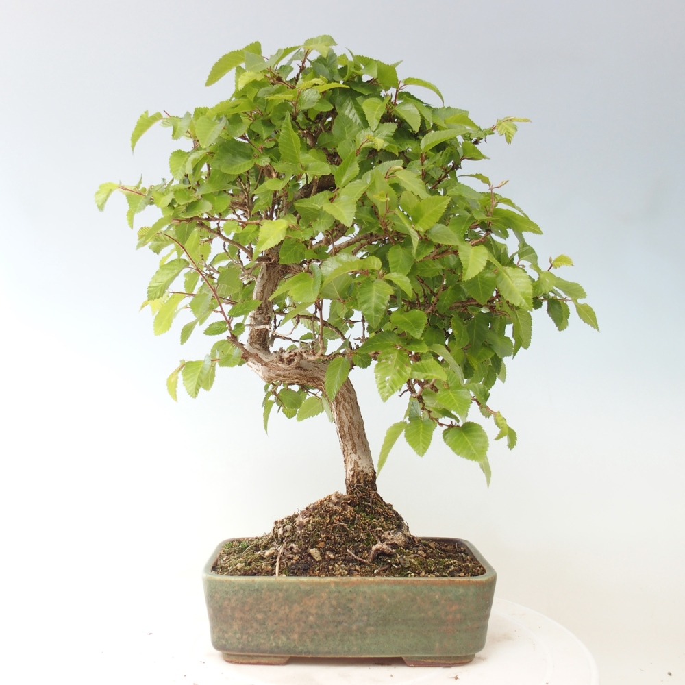 Outdoor bonsai - Carpinus CARPINOIDES - grab koreański