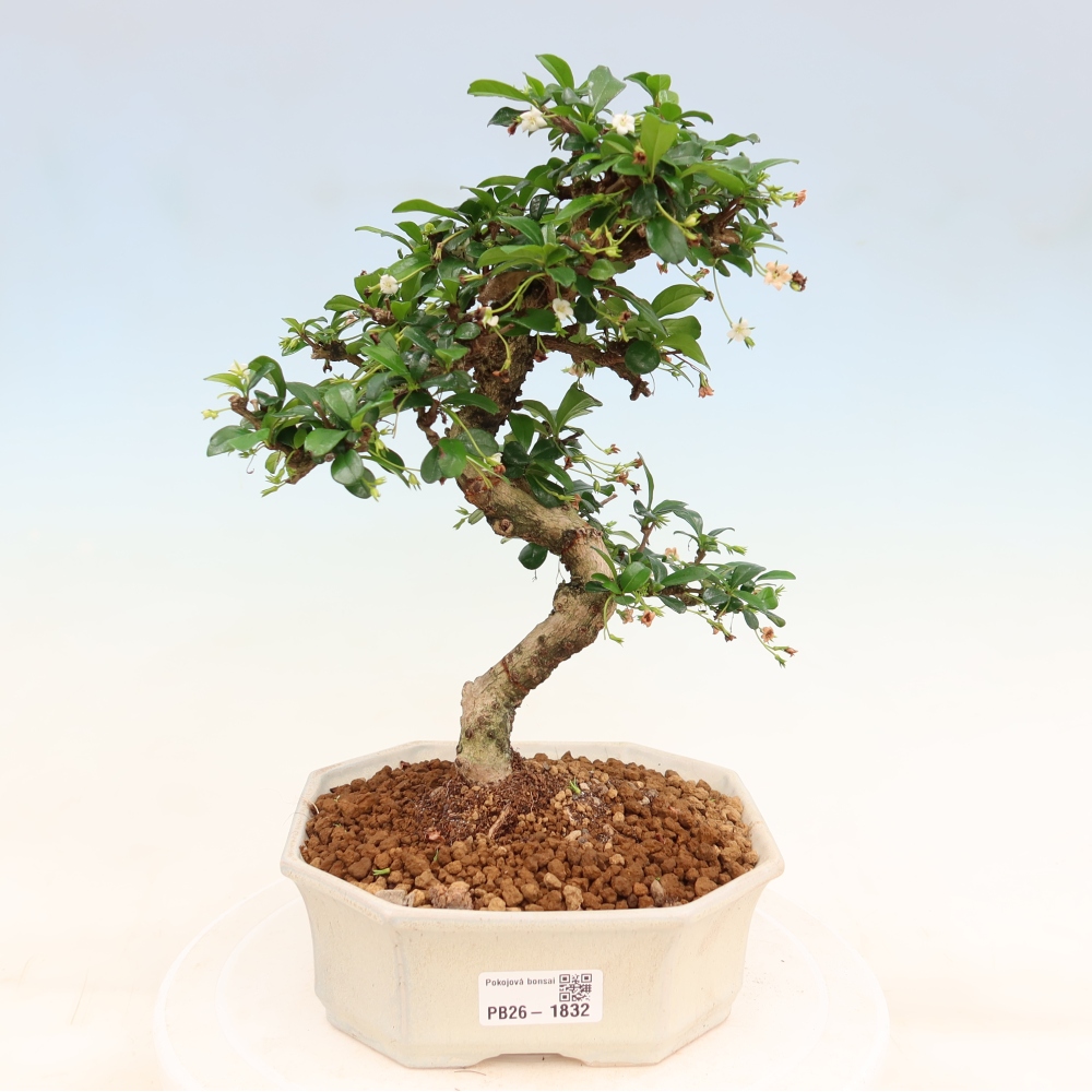 Bonsai pokojowe - Carmona macrophylla - Tea fuki