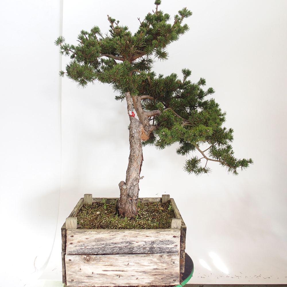 Yamadori - Pinus sylvestris Hiszpania