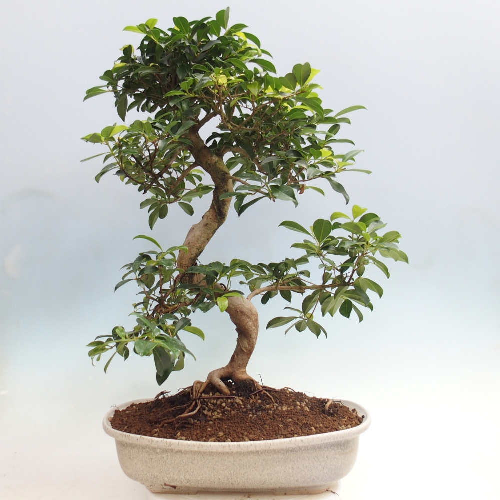 Bonsai pokojowe - Wiśnia australijska - Eugenia uniflora - WYŁĄCZNIE ODBIÓR OSOBISTY lub transport paletowy