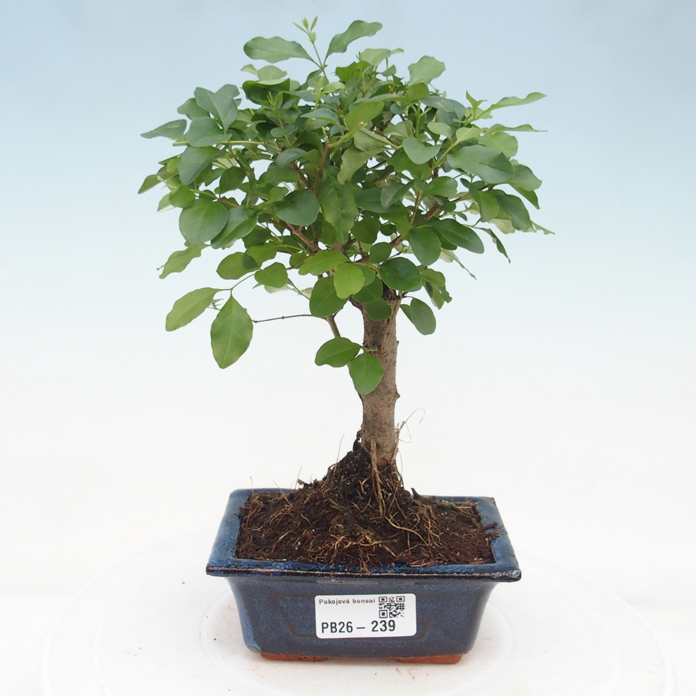 Pokój bonsai - Ligustrum chinensis - Dziób ptaka
