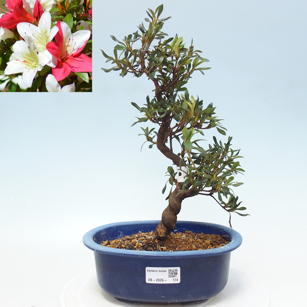 Bonsai zewnętrzne - Azalia japońska - Azalia CHIHIRO