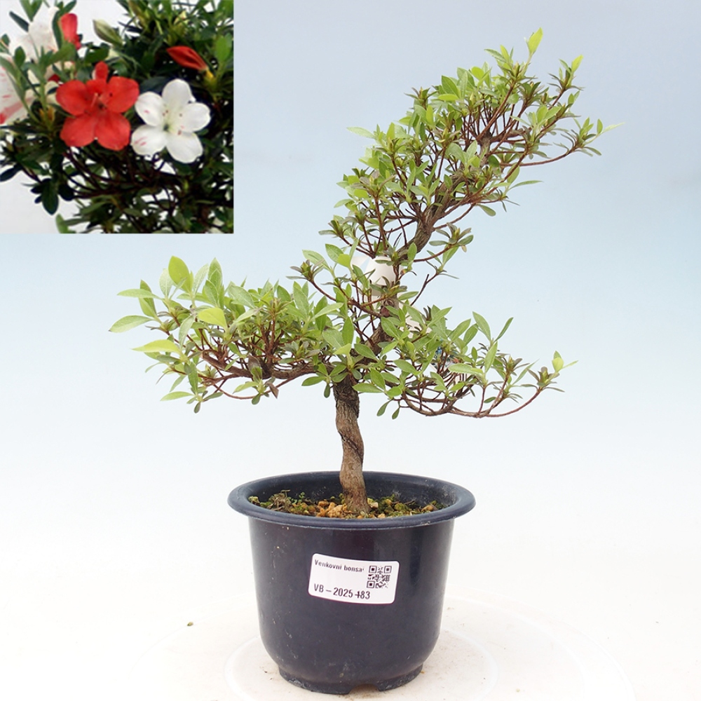 Bonsai zewnętrzne - Azalia japońska - Azalia Kotaro