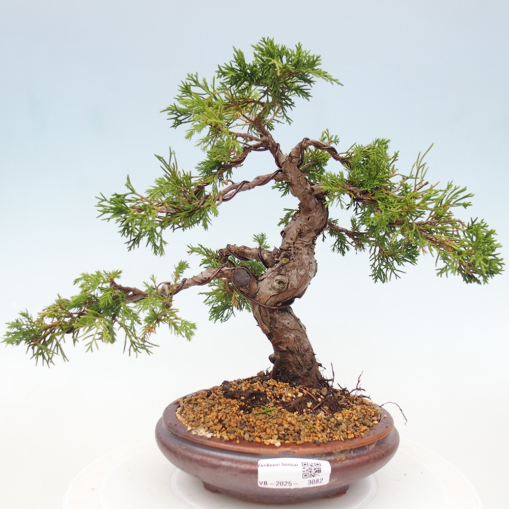 Outdoor bonsai - Juniperus chinensis Itoigawa - Jałowiec chiński