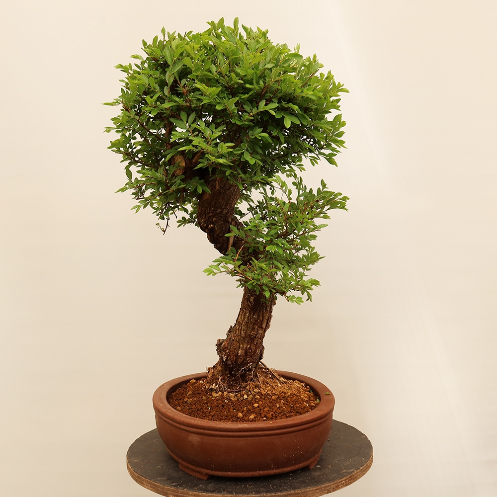 Bonsai na świeżym powietrzu - Zelkova - Zelkova NIRE