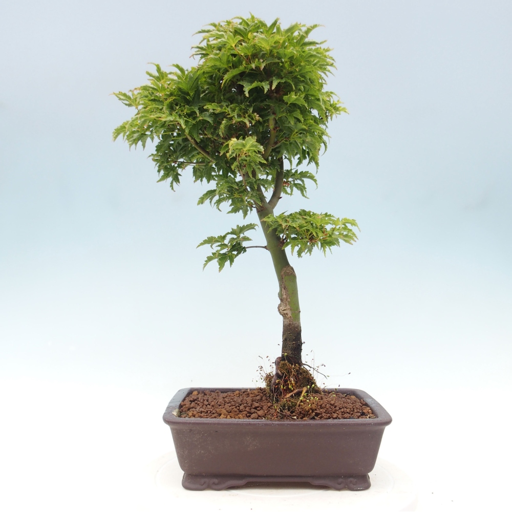 Bonsai zewnętrzne - klon Acer palmatum Shishigashira