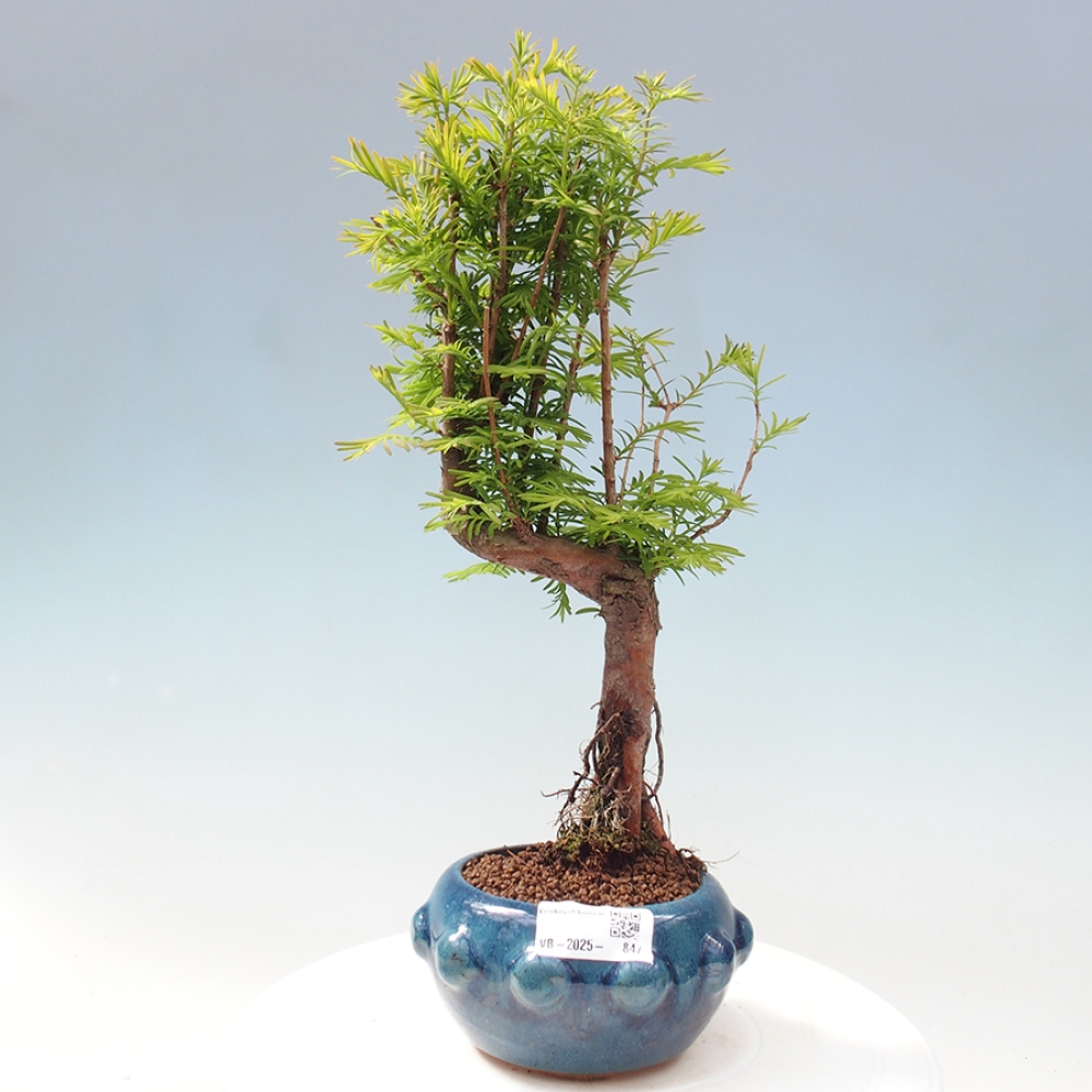 Outdoor bonsai - Metasequoia glyptostroboides - chińskie metasekvoje