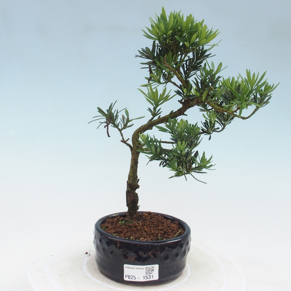 Kryty bonsai - Podocarpus - Kamień tys