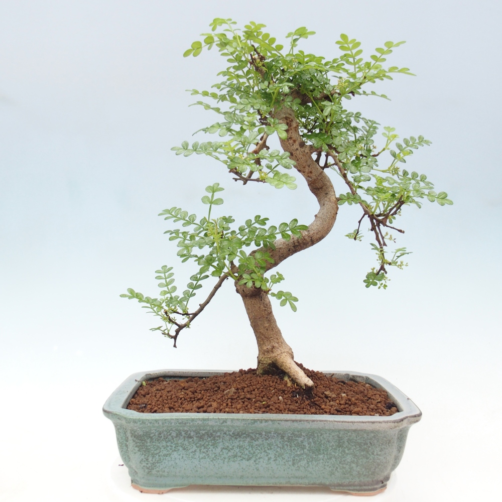 Bonsai wewnętrzne - Zantoxylum piperitum - drzewo pieprzowe