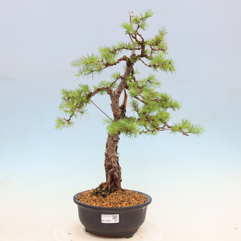 Bonsai zewnętrzne - Larix decidua - Modrzew