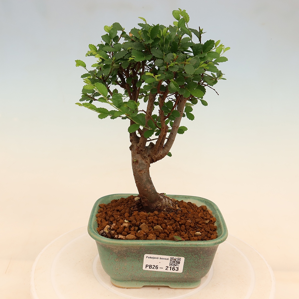 Pokój bonsai - Ulmus parvifolia - Wiąz drobnolistny