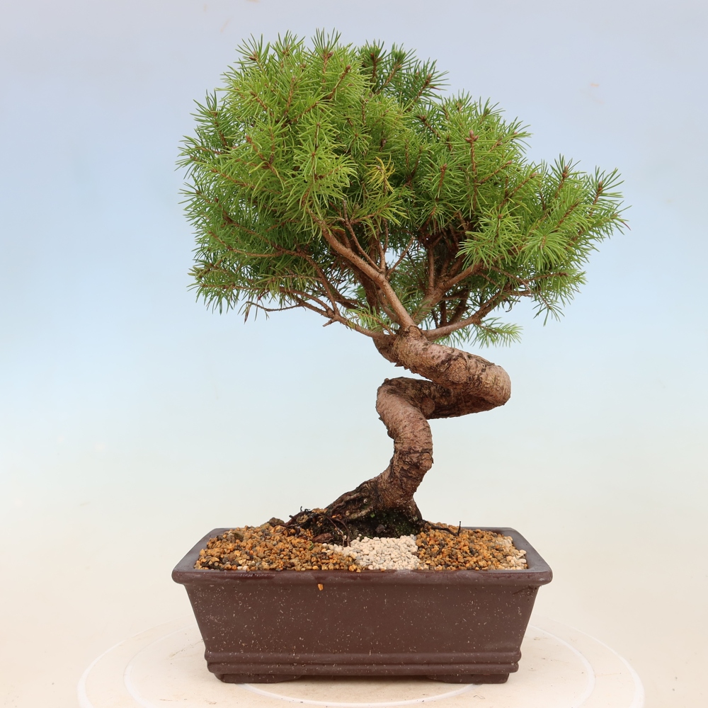 Outdoor bonsai - Świerk pospolity - Picea glauca globe