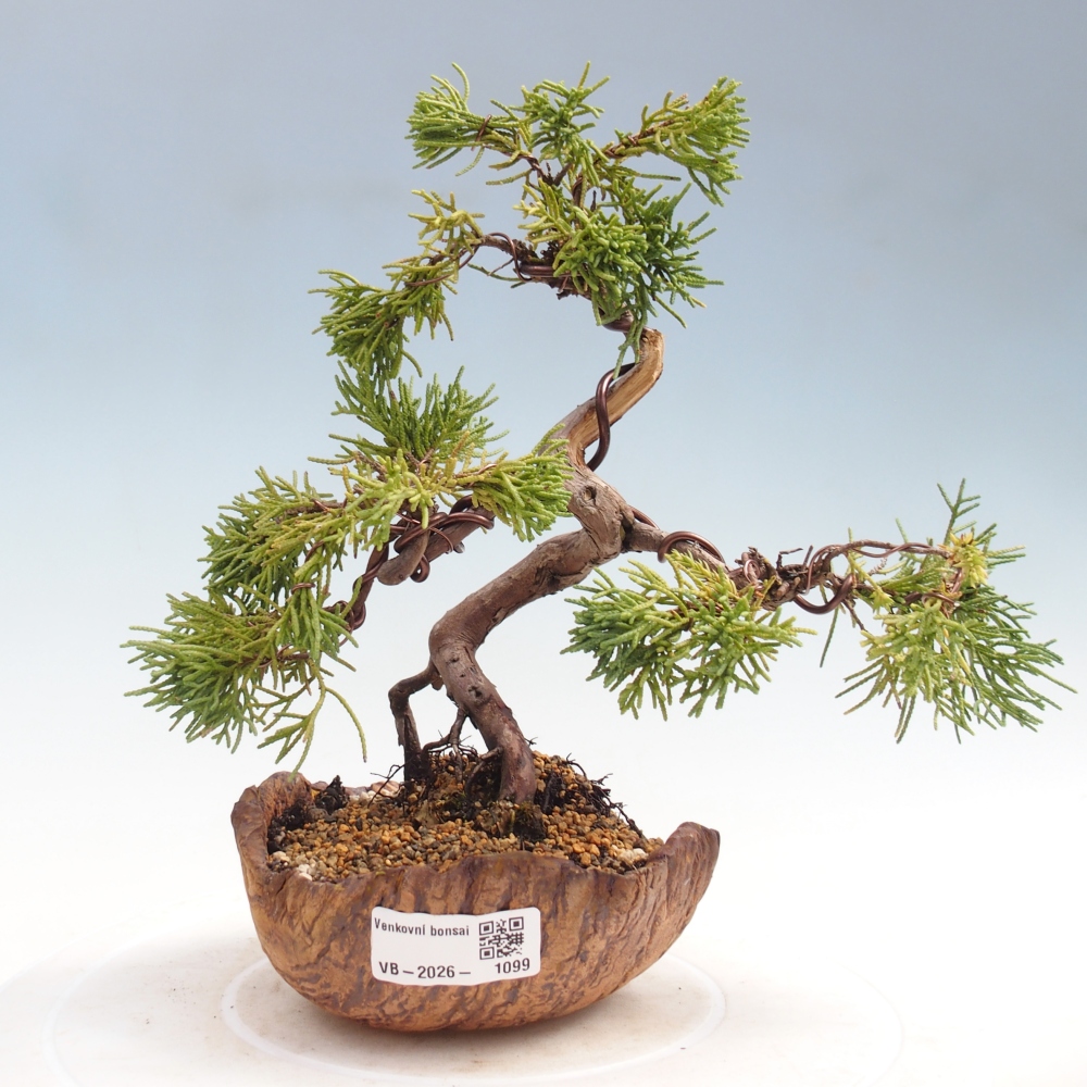 Outdoor bonsai - Juniperus chinensis Kishu