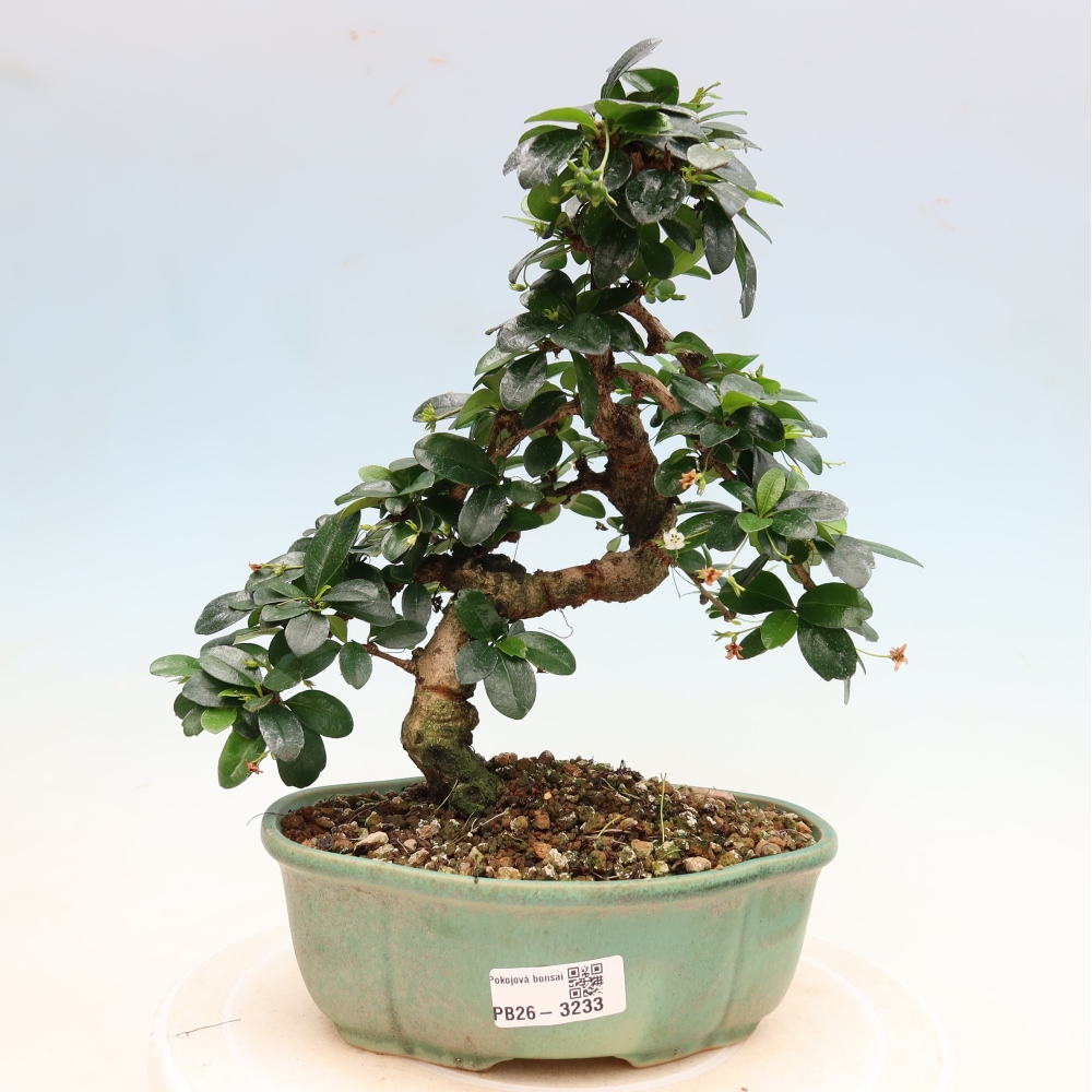 Bonsai pokojowe - Carmona macrophylla - Tea fuki