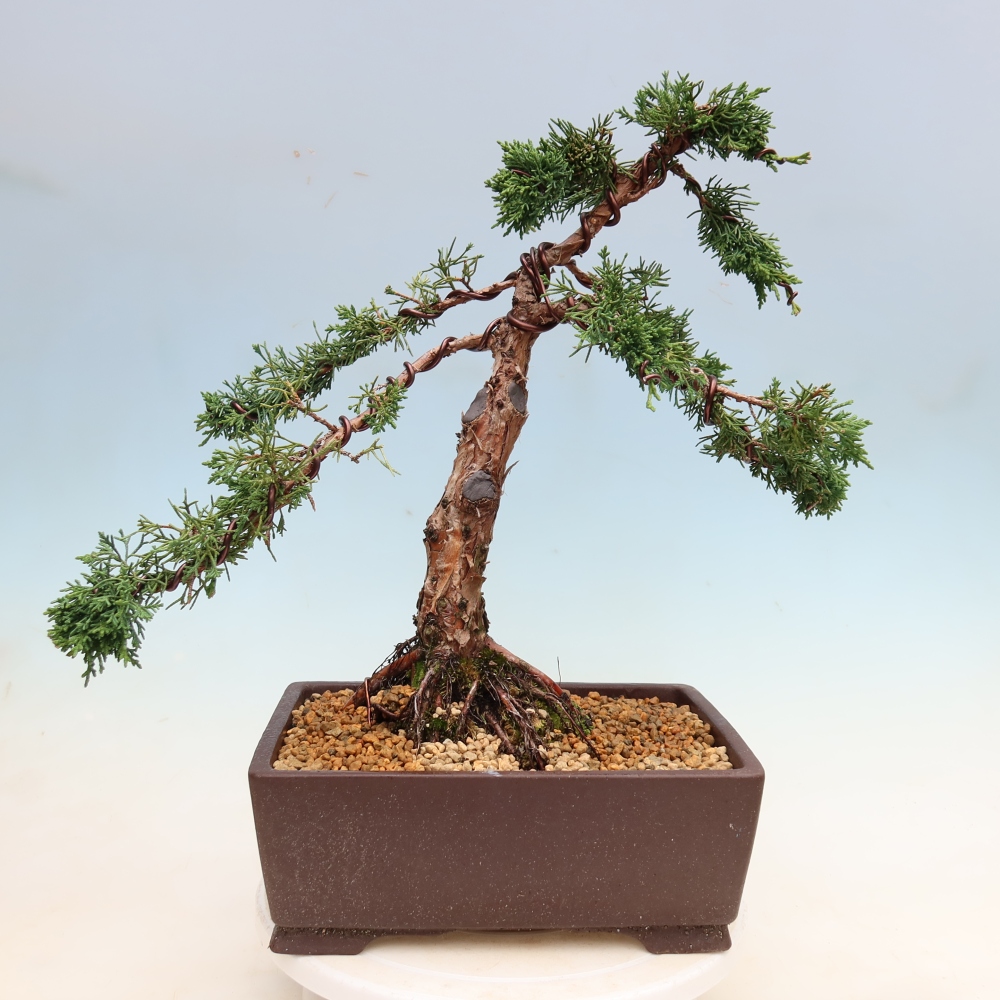 Outdoor bonsai - Juniperus chinensis Kishu