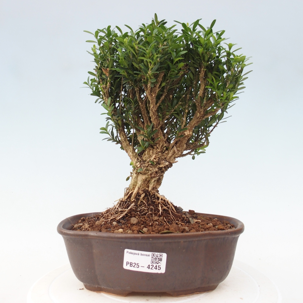 Pokój bonsai - Buxus harlandii - buxus korkowy