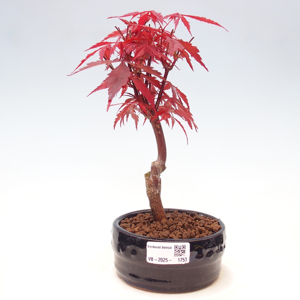 Bonsai zewnętrzne - palma Acer. Klon Atropurpureum-Palmleaf