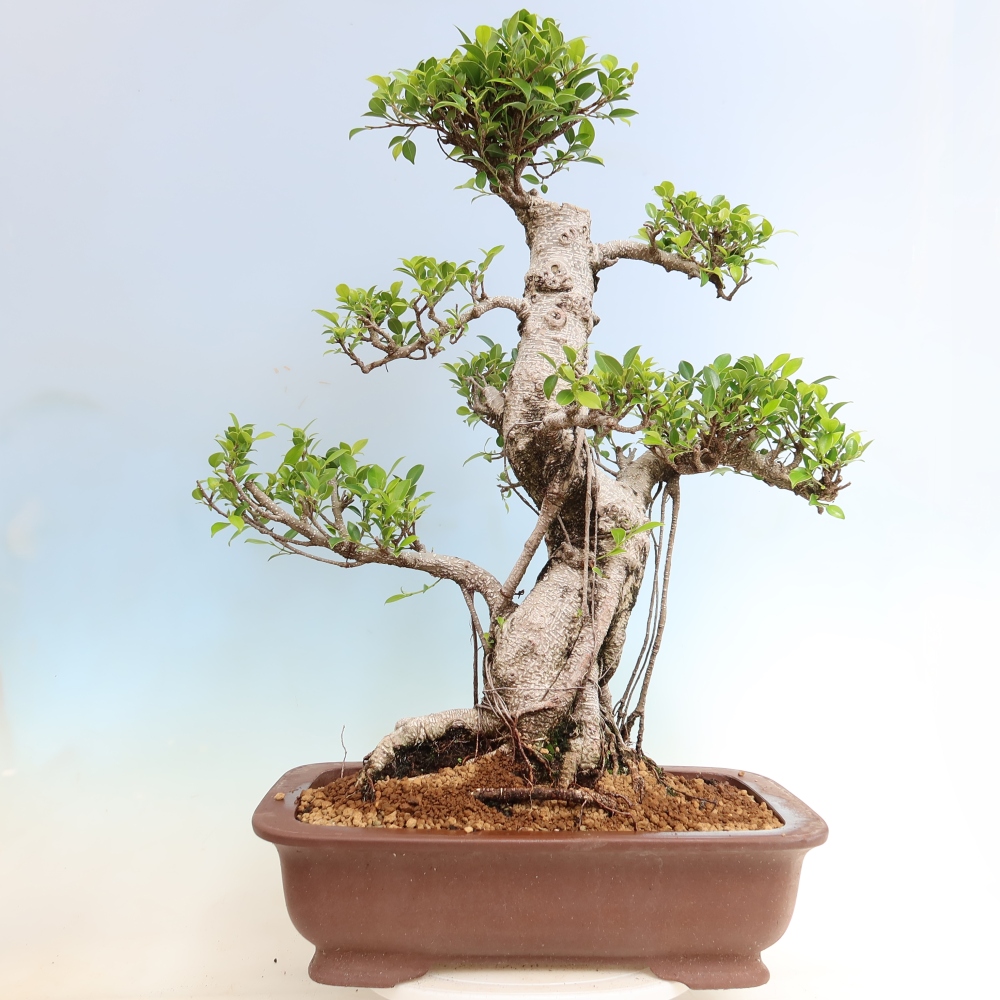 Pokój bonsai - Ficus kimmen - figowiec drobnolistny