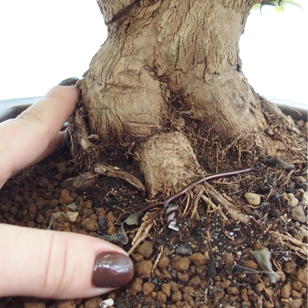 Bonsai pokojowe - Duranta erecta Aurea - WYŁĄCZNIE ODBIÓR OSOBISTY lub transport paletowy