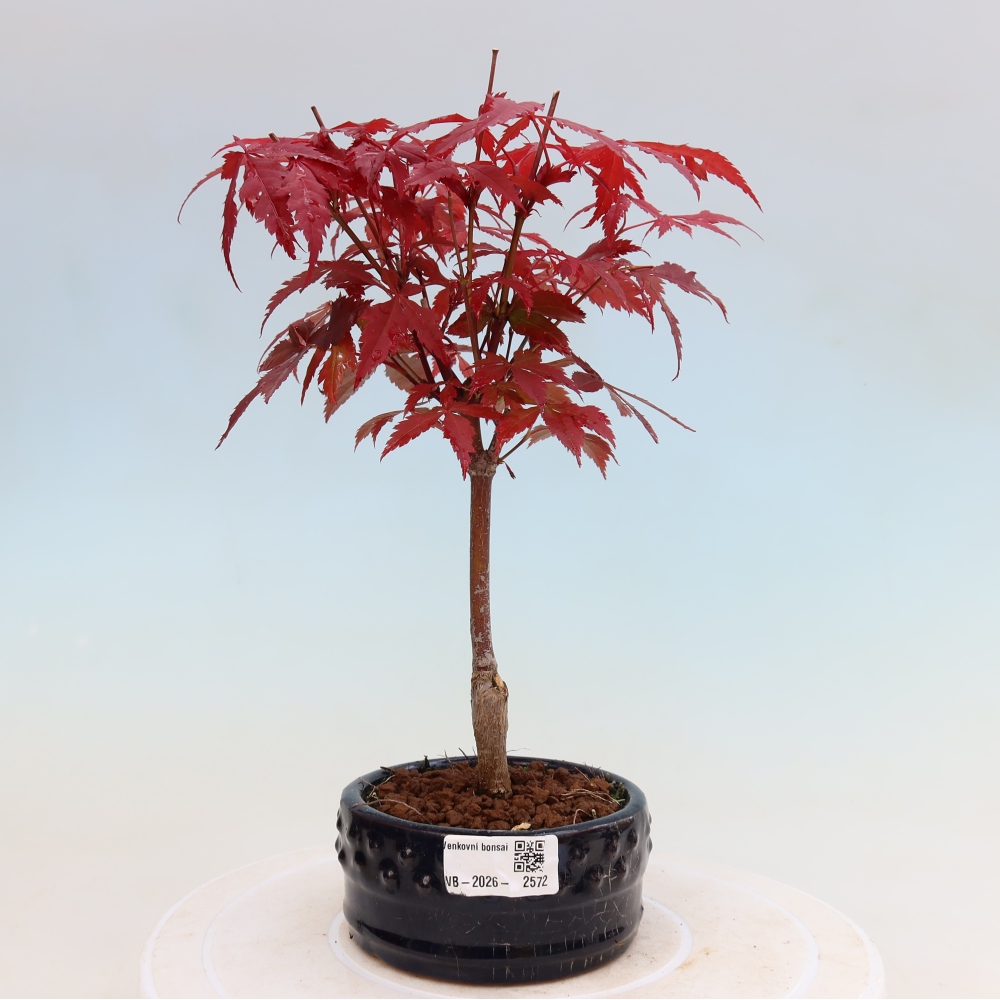 Bonsai na zewnątrz - Palma Acer. Atropurpureum-Javor palmate