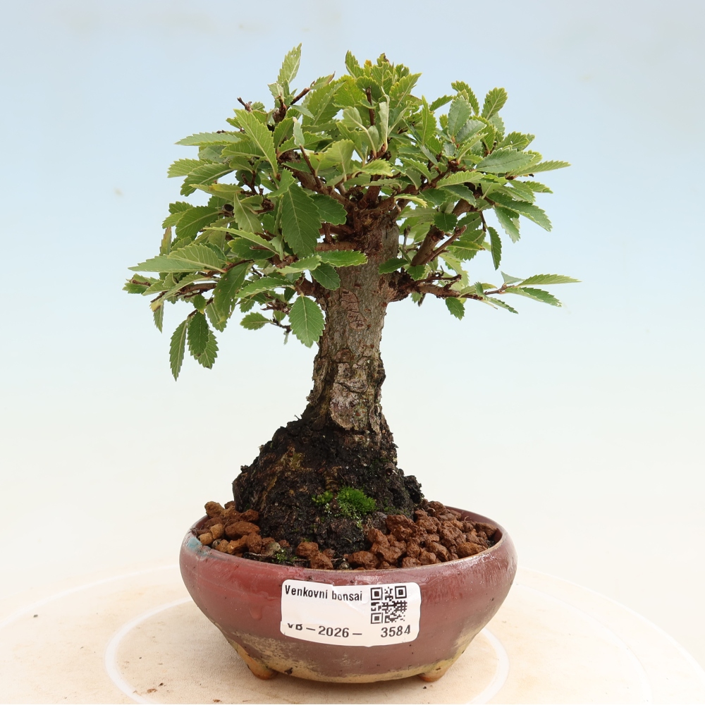 Bonsai zewnętrzne - Zelkova - Zelkova NIRE
