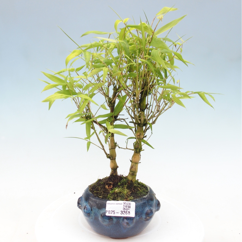 Room bonsai - Bamboo budha - Bamboo budha belly