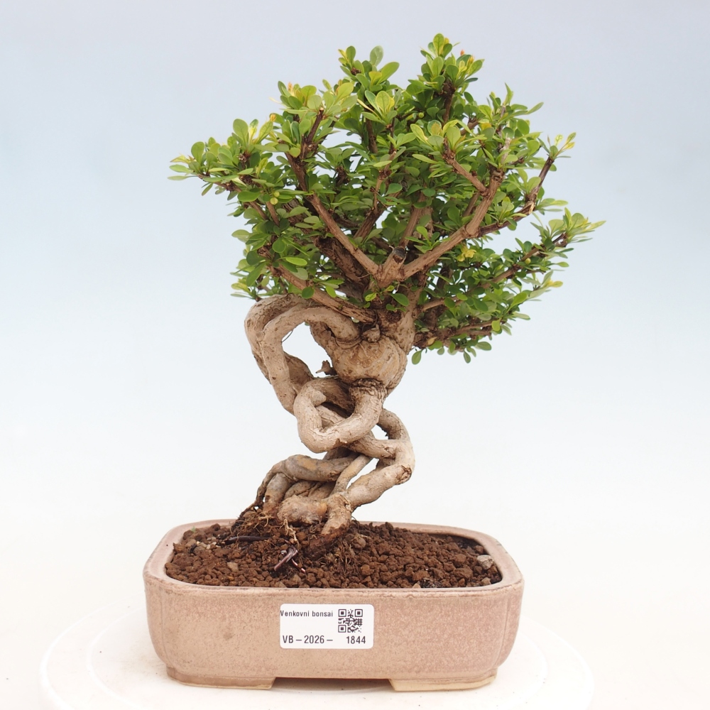 Bonsai zewnętrzne - Berberis coreana