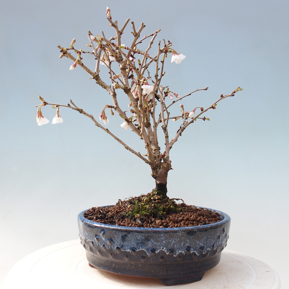 Bonsai zewnętrzne - Prunus incisa Kojou-no mai-cięcie śliwki