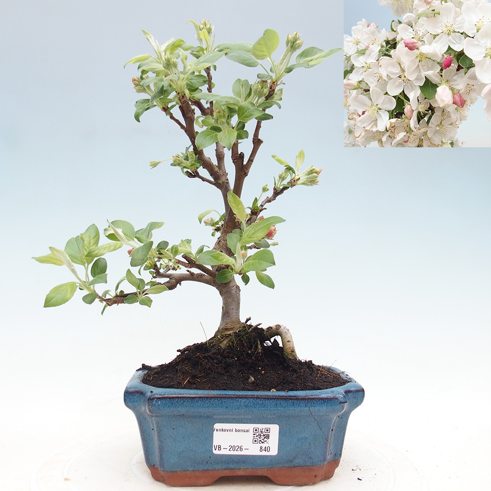 Outdoor bonsai - Malus halliana - Jabłoń drobnoowocowa