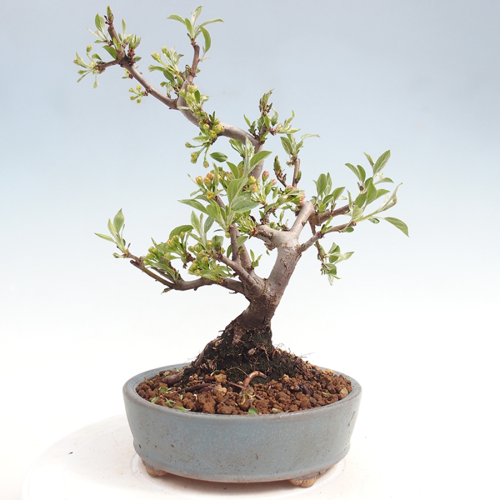 Outdoor bonsai - Malus sargentii - Jabłoń drobnoowocowa