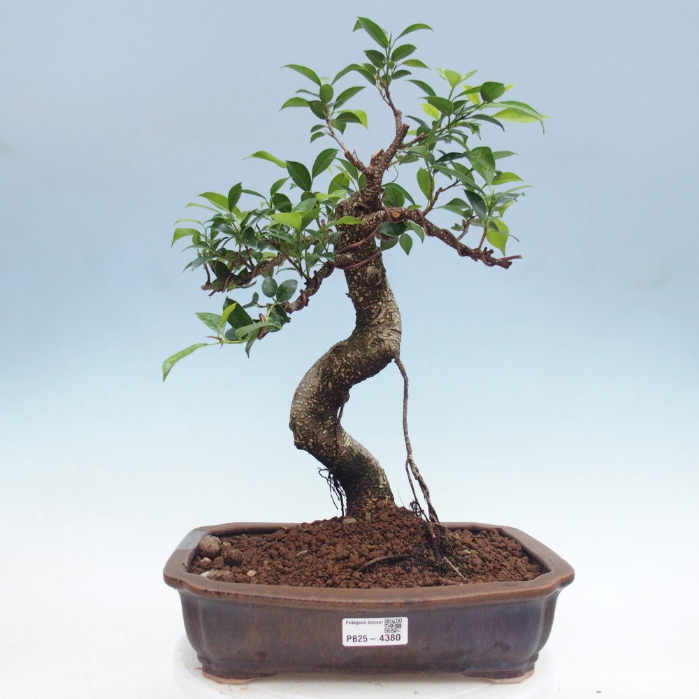 Pokój bonsai - Ficus kimmen - figowiec drobnolistny