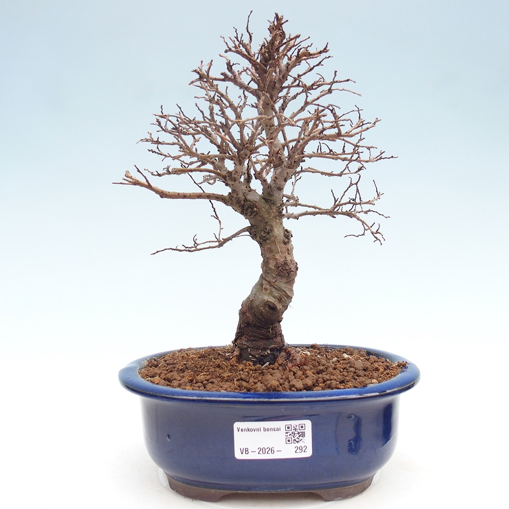 Bonsai zewnętrzne - Zelkova - Zelkova NIRE