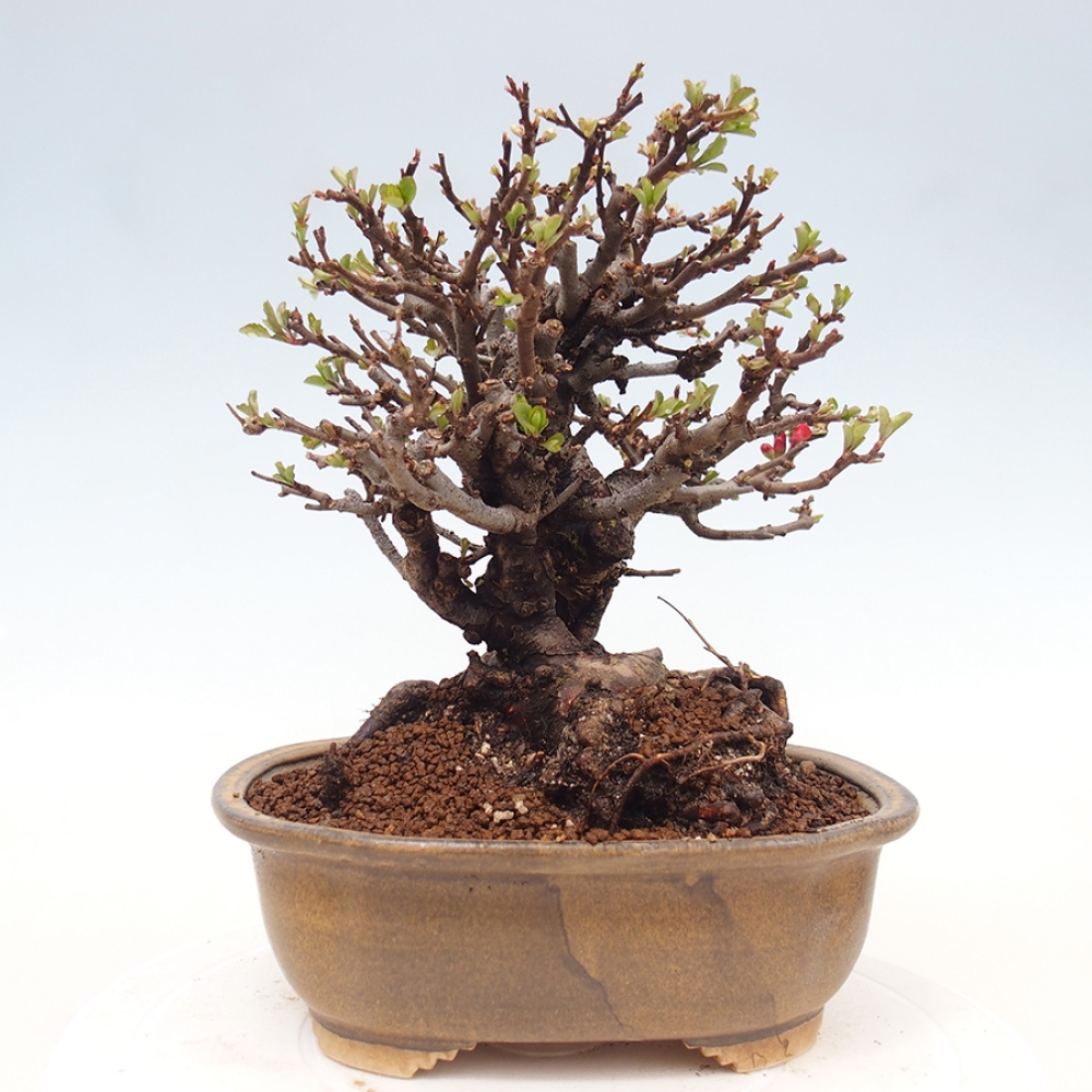 Bonsai zewnętrzne - Chaneomeles speciosa - Pigwa
