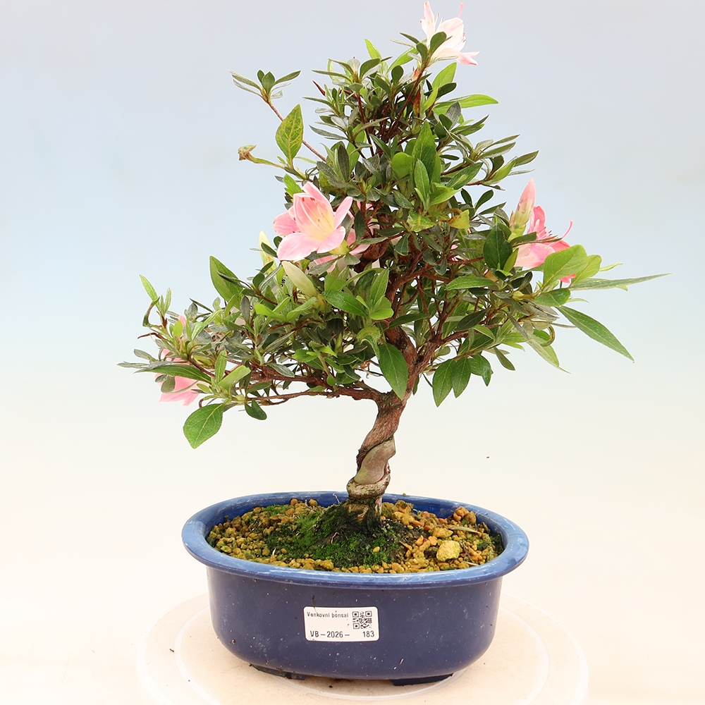 Bonsai zewnętrzne - Azalia japońska - Azalia Senhime