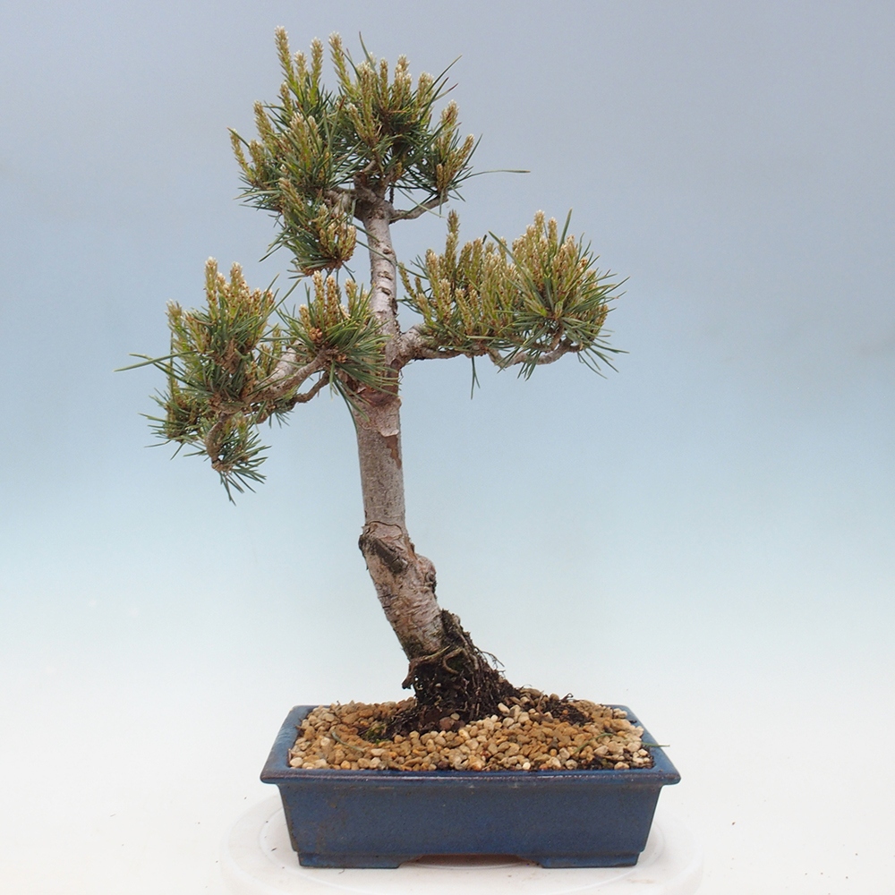 Outdoor bonsai - Pinus Sylvestris - sosna zwyczajna