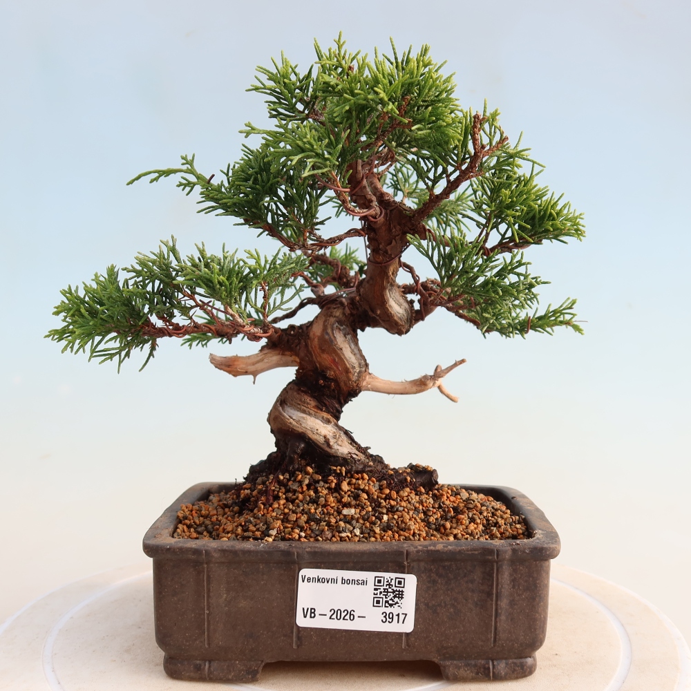 Outdoor bonsai - Juniperus chinensis Itoigawa - Jałowiec chiński