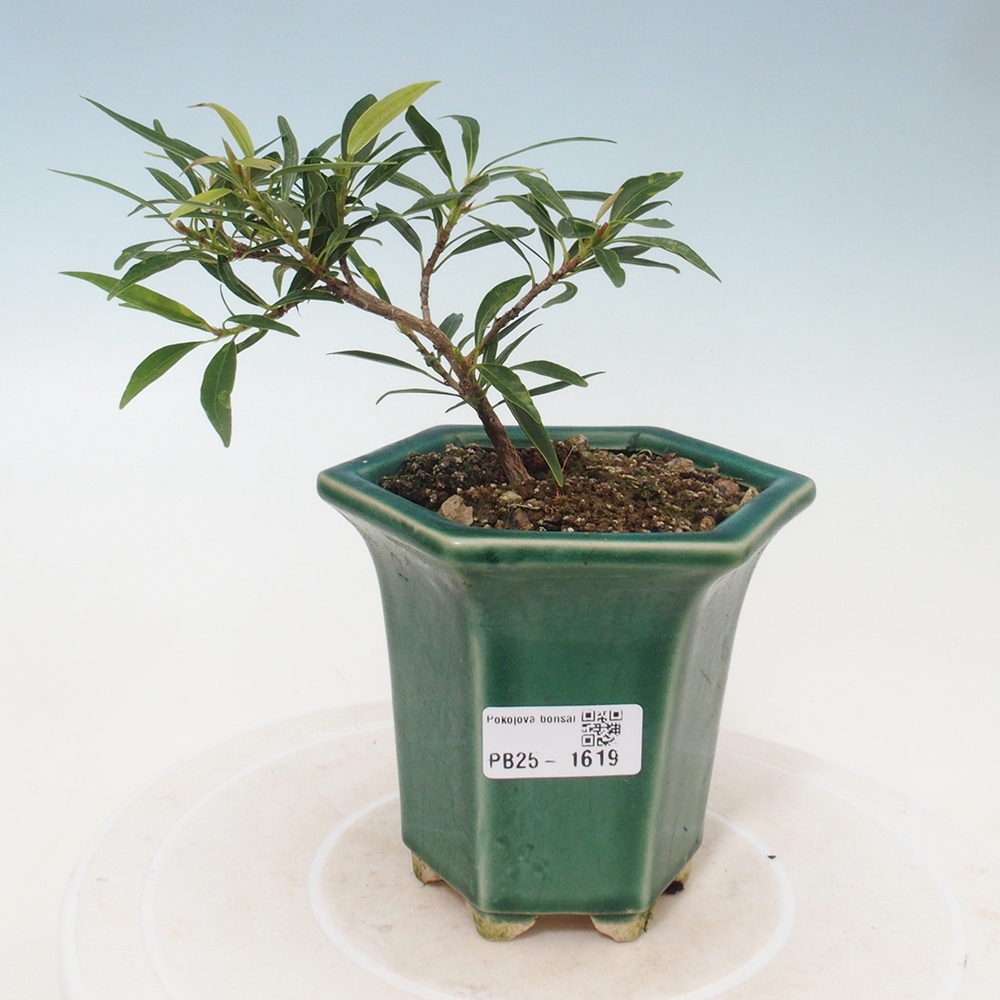 Bonsai wewnętrzne - Ficus nerifolia - figowiec drobnolistny