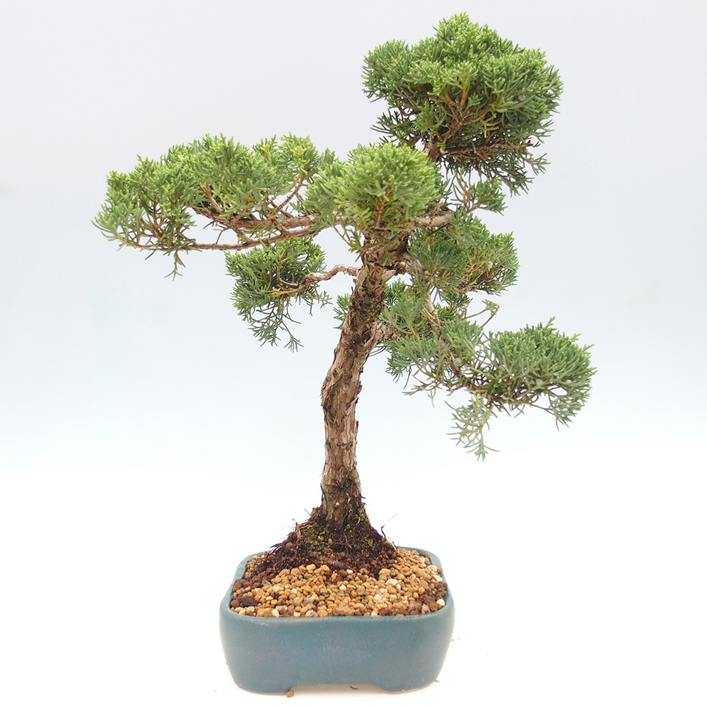 Bonsai plenerowe - Juniperus chinensis  - chiński jałowiec 